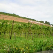 Clos sainte Odile sur la route des vins à Obernai